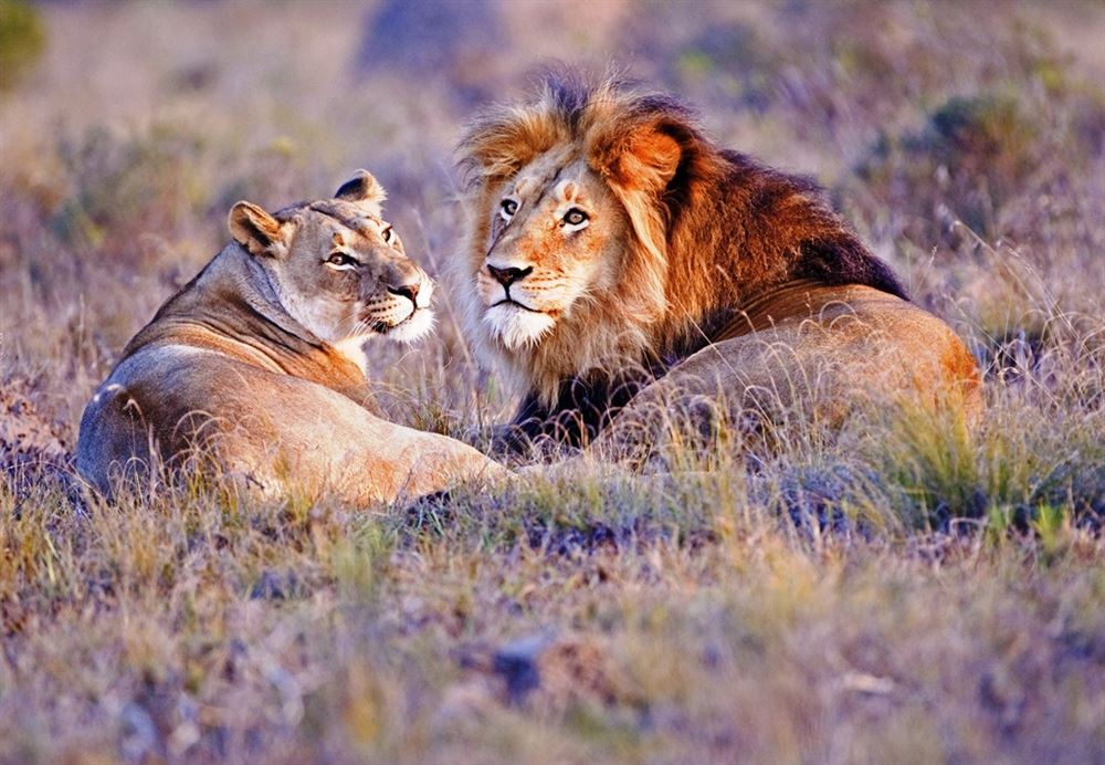 North Safari - Classic Tanzania — 5